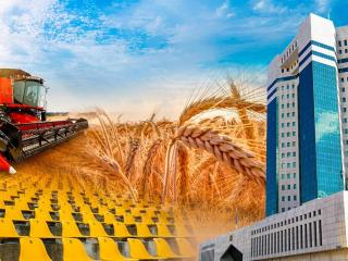 Үкімет егін жинау науқанын қорытындылап, спорттық инфрақұрылымды дамыту мәселесін пысықтайды