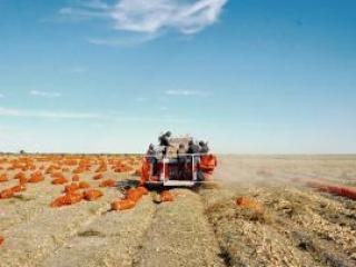 «Агрофеликс» қожалығы 100 гектар жерден өнім жинауда